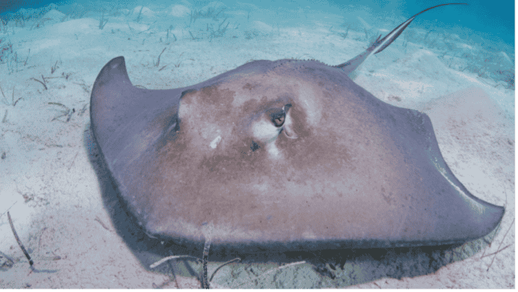 World's largest recorded freshwater fish World's largest recorded freshwater fish