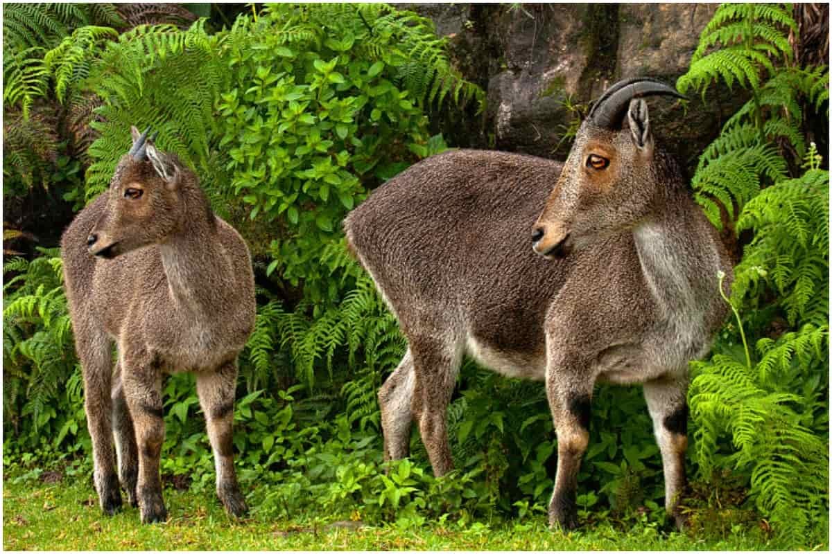 Nilgiri Tahrs-wiki-1200